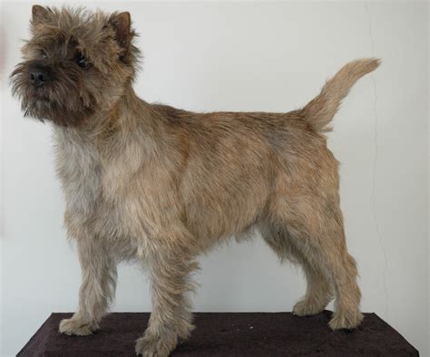 Cairn Terrier Wallpapers Images Photos Pictures Backgrounds