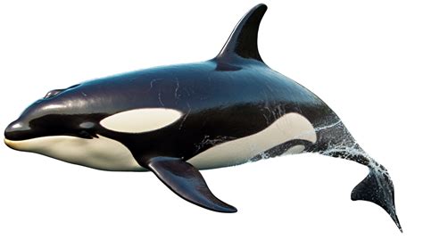 Killer Whale Png With Ai Generated 24722325 Png
