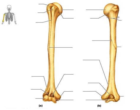 Some, like the rib cage, provide protection for softer body parts, while other bones enable mobility by supporting the muscles. Humerus