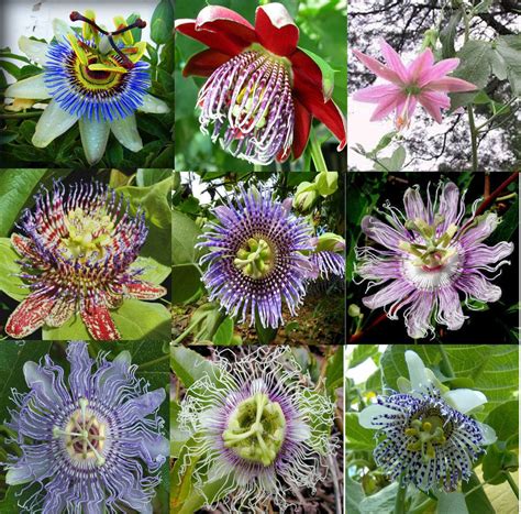 Approved by the german commission e for nervous restlessness, passion flower may also help support normal, healthy relaxation. Pin on "The Huckleberry Patch"