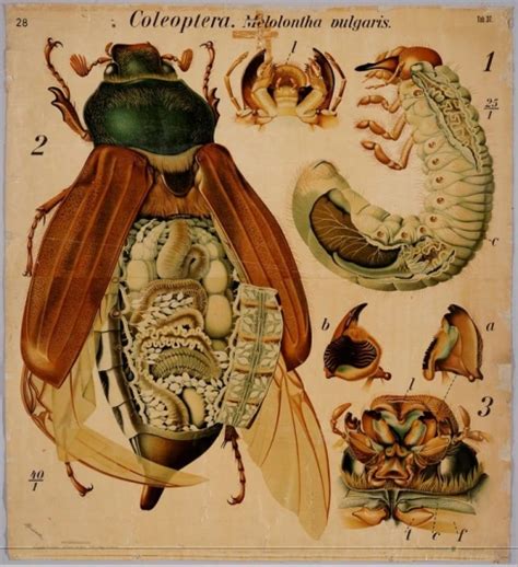 Vintage Insect Anatomy Insect Anatomy Anatomy Art Scientific