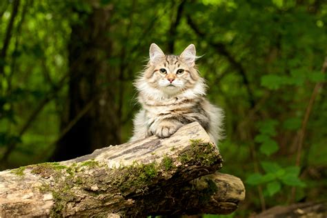An omnivore is an animal whose species gets its energy and nutrients from a diet made up foods that include plants, animals, algae, fungi and bacteria. Siberian Cat Personality | breeders | price - MaineCoon ...