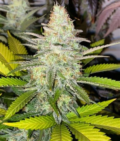 Challenge yourself to try to use descriptions that the color reminds you of (dr. Honey Gas (par Old School Genetics) :: Info de Variété