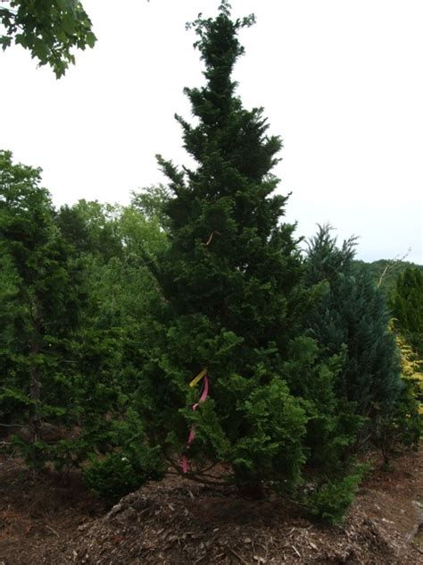 Split rock care can be easy if you're good at ignoring plants but if you're a plant lover these plants tend to go belly up pretty quickly. Photo #19856 | Chamaecyparis obtusa 'Split Rock' | plant lust