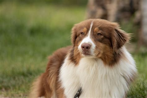 Can You Shave Your Australian Shepherd? Here are the pros and cons - Pet Guide Daily