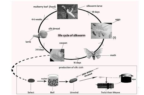 The Diagrams Below Show The Life Cycle Of The Silkworm And The Stages