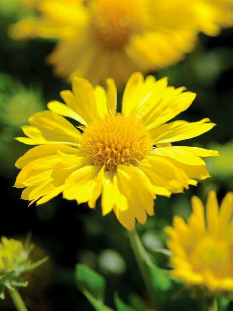 You can keep your flowers indoors; Plants That Bloom in Fall | DIY