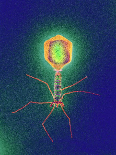 Maybe you would like to learn more about one of these? Virus diseñados para atacar bacterias salvan la vida de ...