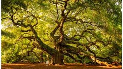 Charleston Carolina South Sc Grow Tree Angel