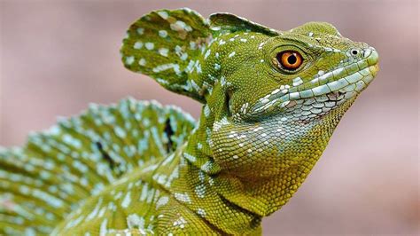 23.11.2020 · table of contents 16. Pet Lizards' Paradise - HERPS Exotic Reptile & Pet Shows