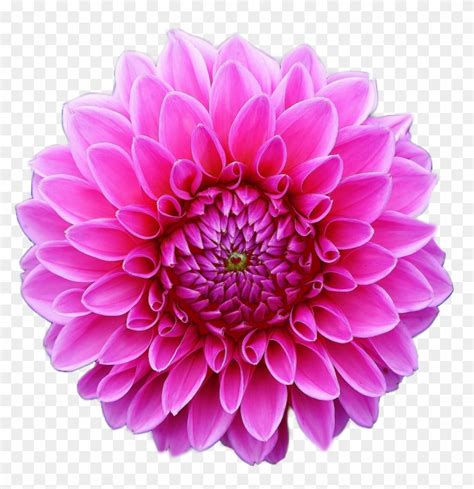 Clip Art Image Of A Pink Dahlia Flower In Full Bloom De Dalias Hd