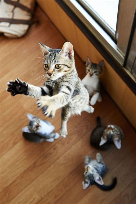 21 Fabulous Jumping Cats Will Make You Go Aww Cat Photography