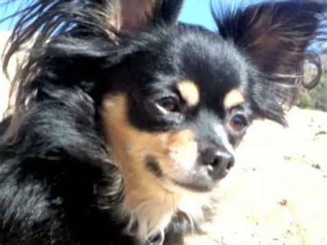 Long haired chihuahua vs short haired chihuahua. Cinco The Long-Haired Chihuahua - YouTube