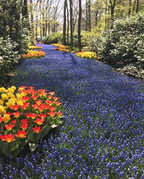 Keukenhof Netherlands Garden Folwer Tulip Flower Spring Scenic