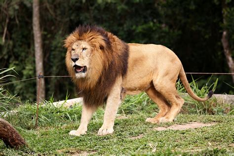Lion King Of The Jungle Animal Free Photo On Pixabay
