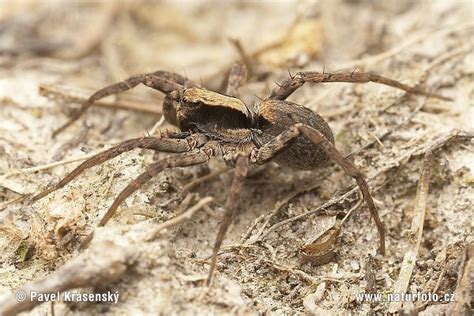 Lycosidae Pictures Wolf Spider Images Nature Wildlife Photos