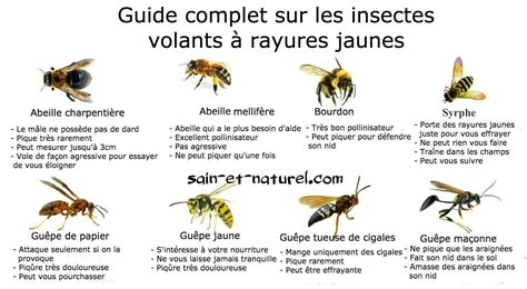 Guide Complet Sur Les Insectes Volants à Rayures Jaunes Insectes