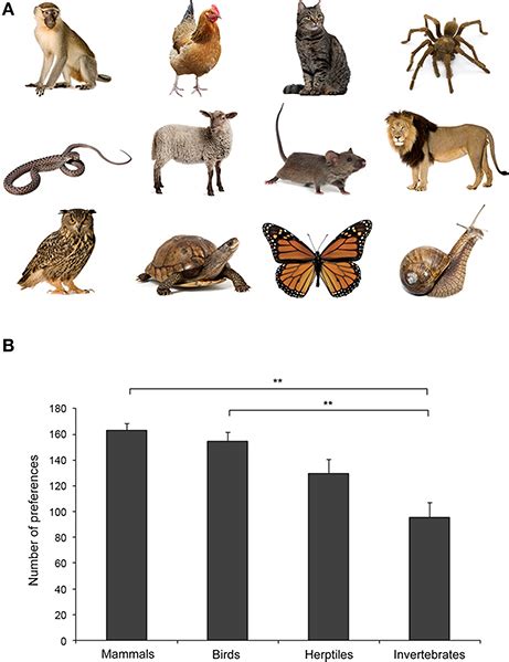 Frontiers | Pet Face: Mechanisms Underlying Human-Animal ...