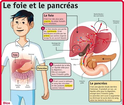 lpq34-le-foie-et-le-pancreas.jpg (675×571) | Anatomie du corps humain