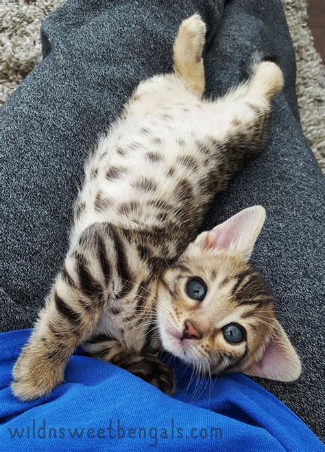 The is of medium size and body conformation with a substantial weight for its size. Bengal Kittens & Cats for Sale Near Me (With images ...
