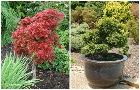 You will need to keep the tree watered frequently when you see that the soil is not moist or wet anymore. japanese maples and other choice acer, with adam wheeler ...