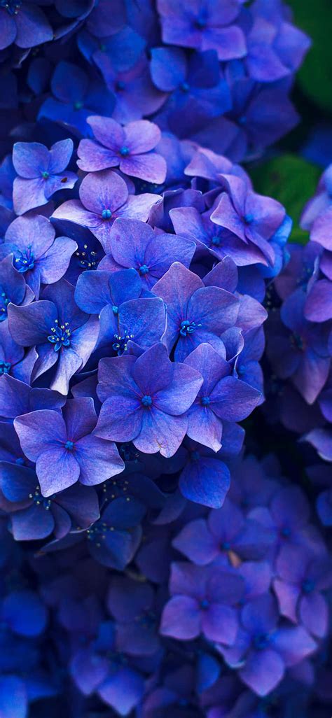 Download Hydrangea Dark Blue Flowers Picture