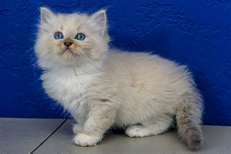 You name it, we've got it! HARPER - Blue Mitted Lynx Male Ragdoll Kitten Ragdoll ...
