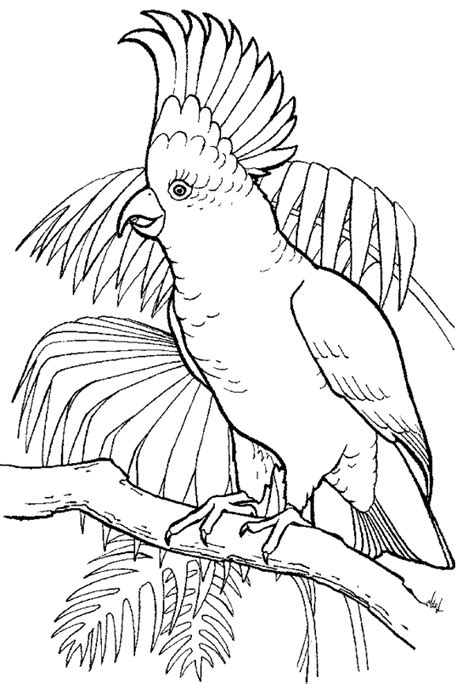 Resultado De Imagen De Dibujos De Cacatuas Bird Drawings Bird