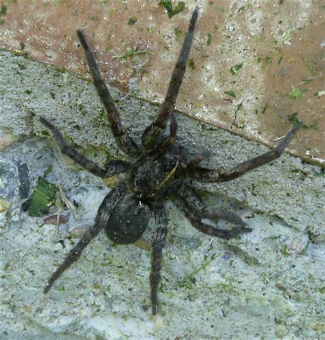 Spiders In Central Texas ~ Wolf Spider