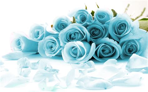Blue Rose Wallpaper Blue Roses Meaning 734778 Hd Wallpaper