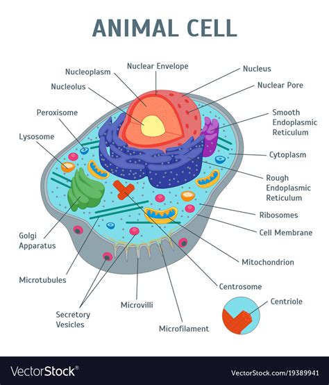 We would like to show you a description here but the site won't allow us. Cartoon animal cell anatomy banner card poster Vector Image