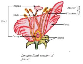 The pedicel is a smaller stalk. Ncert Biology Solution: Longitudinal section of flower ...