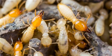 White Ant Treatment Perth Inspections And White Ant Control