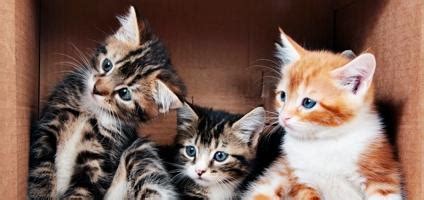 Download all cat images and use whatever you want for free. Free Kittens Given Away Outside a Walmart Turn Out to Be ...
