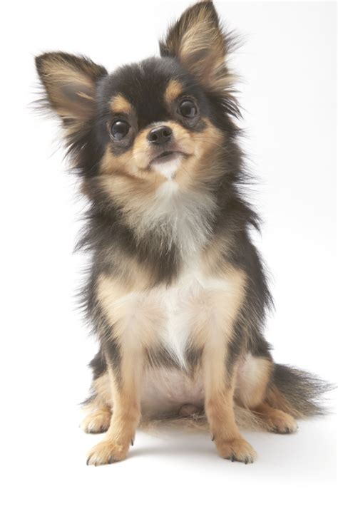 Black And Tan Cream Long Coated Chihuahua Isolated Over White