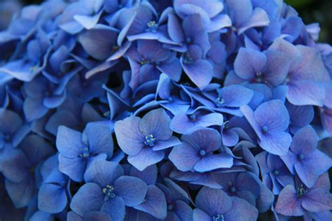 Blue Flower Wallpaper Images Technologykafun