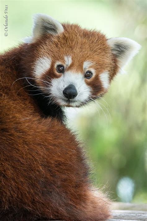 Red Panda By Orlando Dus 500px Red Panda Cuddly Animals Animals