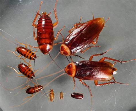Cockroach Species Narragansett Pest Control Inc 401 783 3933