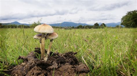 Psilocybe Cubensis A Field Guide For Identifying Mushrooms In Panama