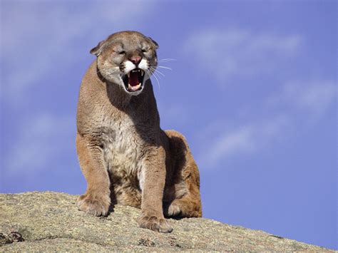 Cougar Photos Hd Desktop Wallpapers 4k Hd