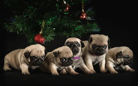 Christmas Pugs Wallpapers Wallpaper Cave