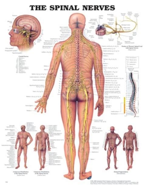 Spinal Nerves Anatomical Chart Southern Biological
