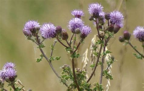 Thistles Weed Control Spring Touch Lawn And Pest Control