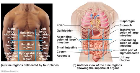 What organs are located on the back lower right hand the left kidney, small intestine and descending colon are all found at the lower left side of the back, also known as the left lumbar region. Intro to A&P - Chapter 1 Pictues | Chandler Physical Therapy