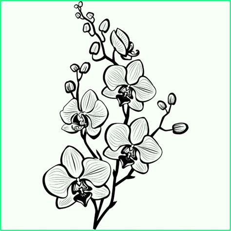 Baru Contoh Sketsa Gambar Bunga Yang Cantik Dan Indah Javalaku
