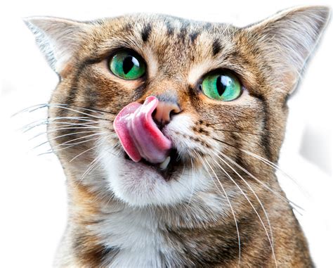 Our mission is to provide our patients and clients with the best quality of veterinary care and customer service while creating a safe and hospitable environment for our. Veterinarian in Austin, TX | Austin Urban Vet Center
