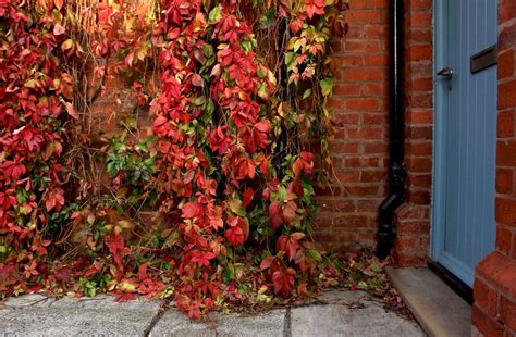 We did not find results for: Gardening 101: Virginia Creeper - Gardenista