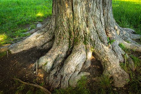 How To Grow And Care For Elm Trees Gardeners Path