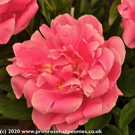 Maybe you would like to learn more about one of these? Paeonia lactiflora Margaret Truman (Mid Season Flowering)