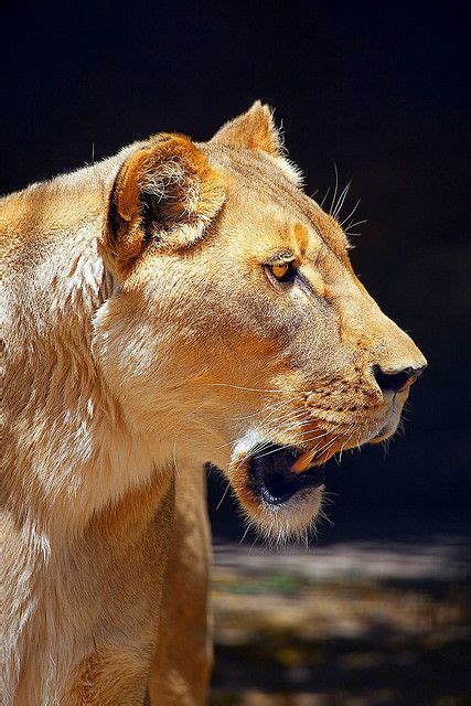 Check spelling or type a new query. 82 best Lion Anatomy images on Pinterest | Big cats, Wild ...